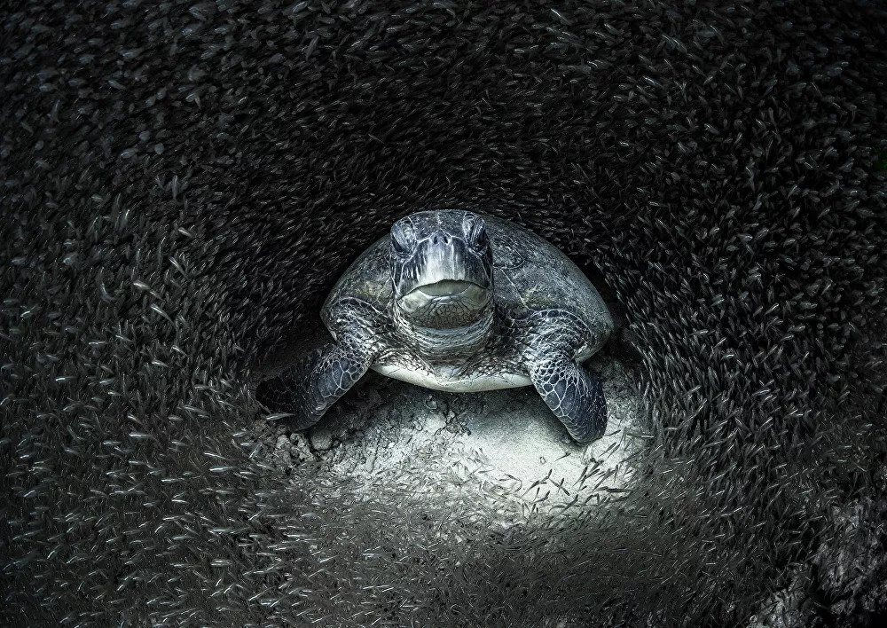 Bức ảnh một con rùa biển xanh được hàng trăm con cá thủy tinh tại rạn san hô Ningaloo ở Tây Úc bao quanh của nhiếp ảnh gia Aimee Jan đã giành giải cuộc thi Ocean Photographer of the Year 2021
